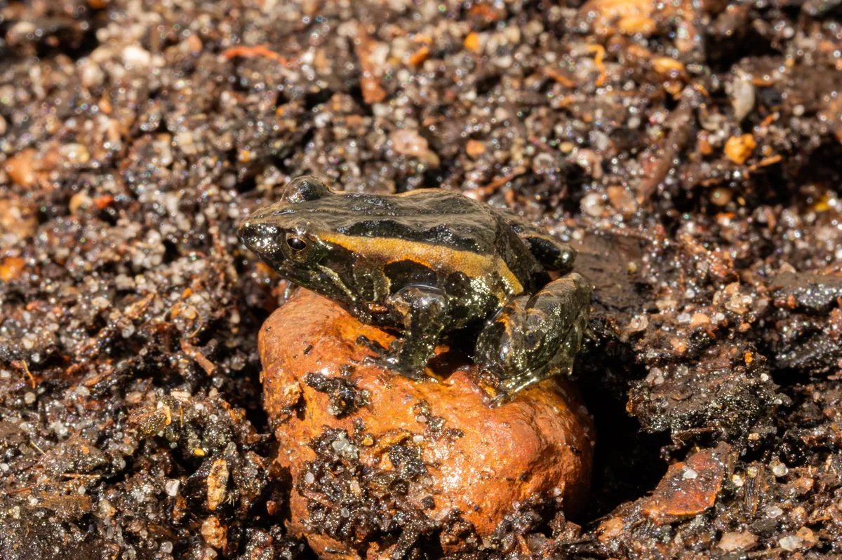 Rana Pequeña de Glauert