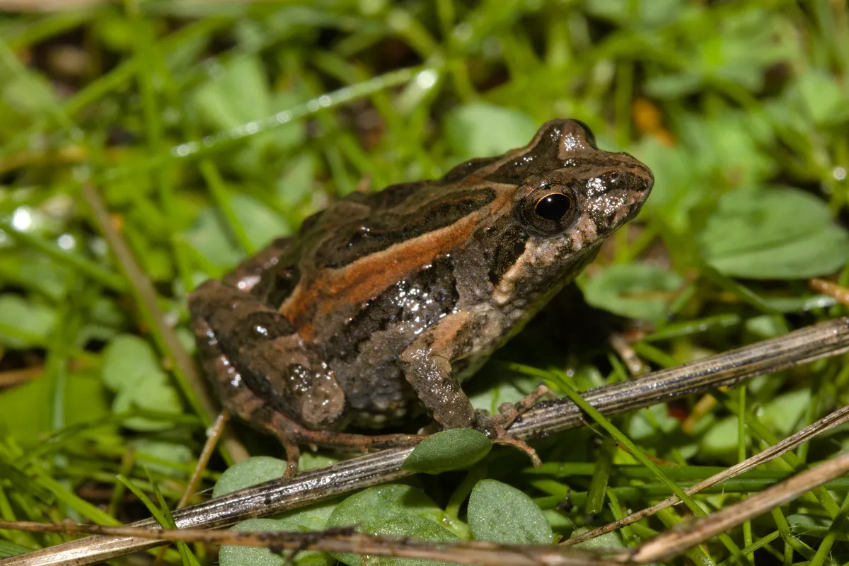 Rana Insignificante de Señal
