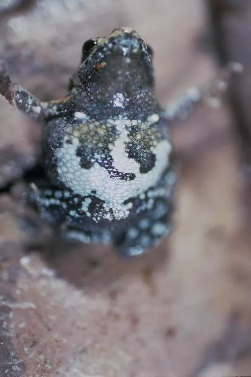 Eastern Sign-bearing Froglet
