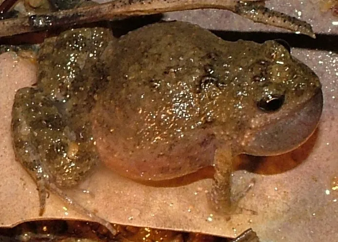 Eastern Sign-bearing Froglet