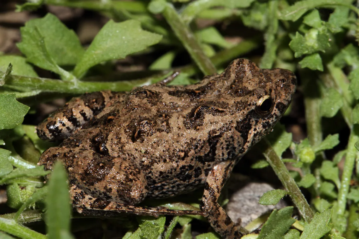 Eastern Sign-bearing Froglet