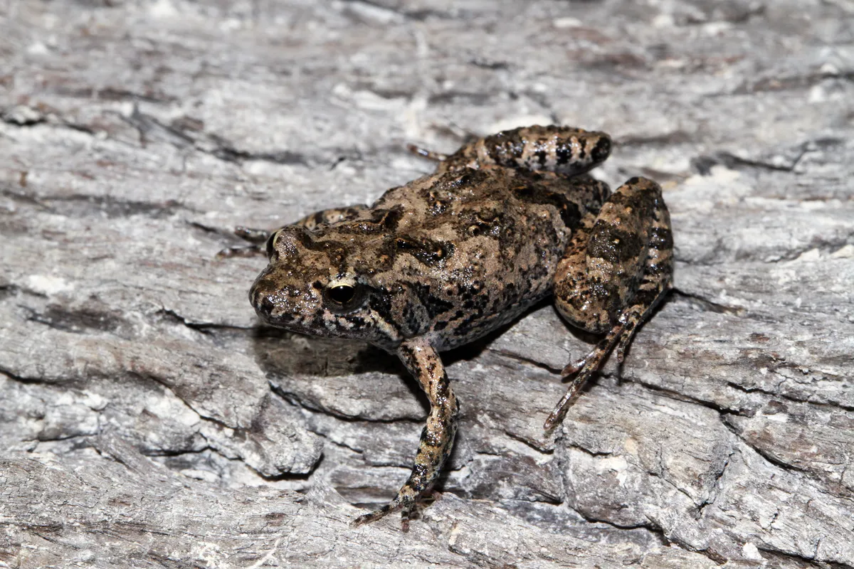 Eastern Sign-bearing Froglet
