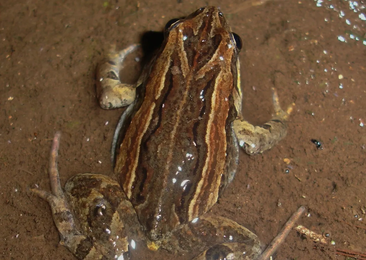 Common Froglet