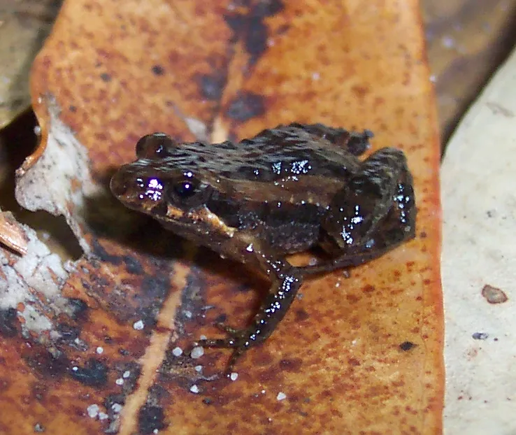 Tinkling Froglet
