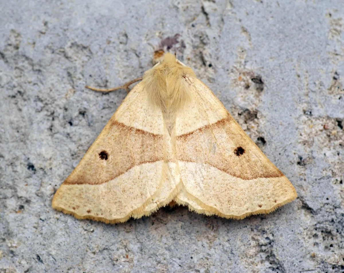 Geómetra del Roble Festoneado