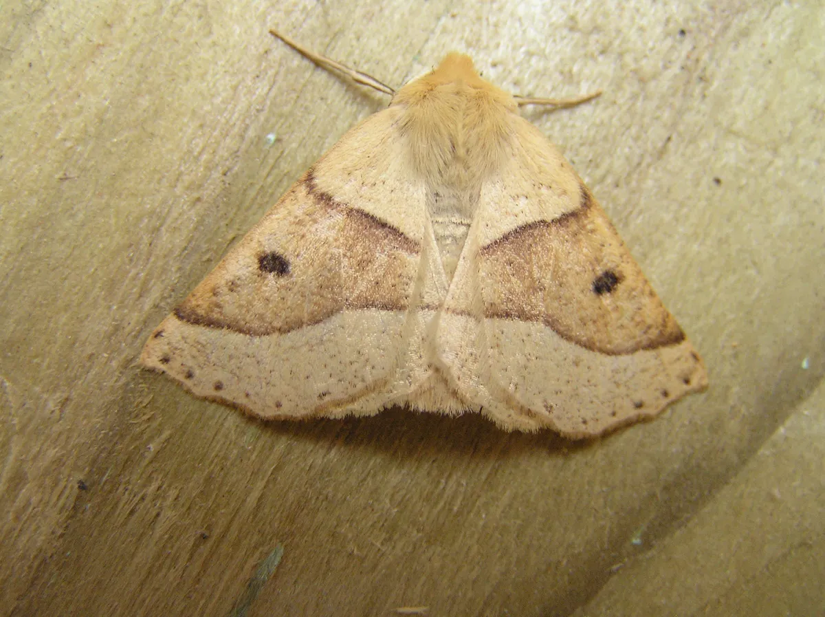 Geómetra del Roble Festoneado