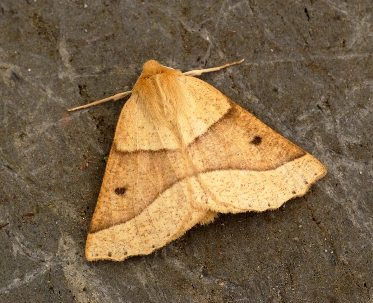 Geómetra del Roble Festoneado