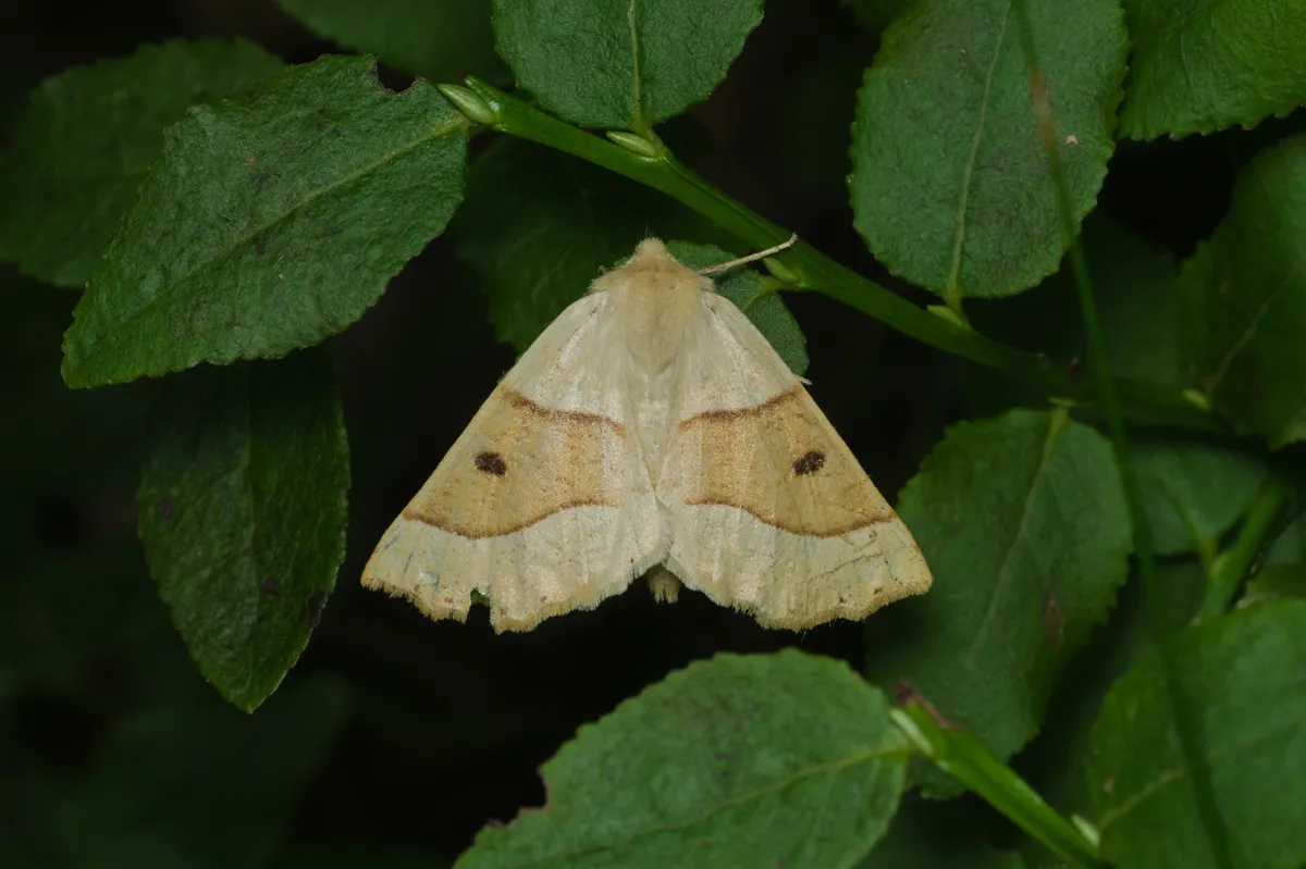 Geómetra del Roble Festoneado
