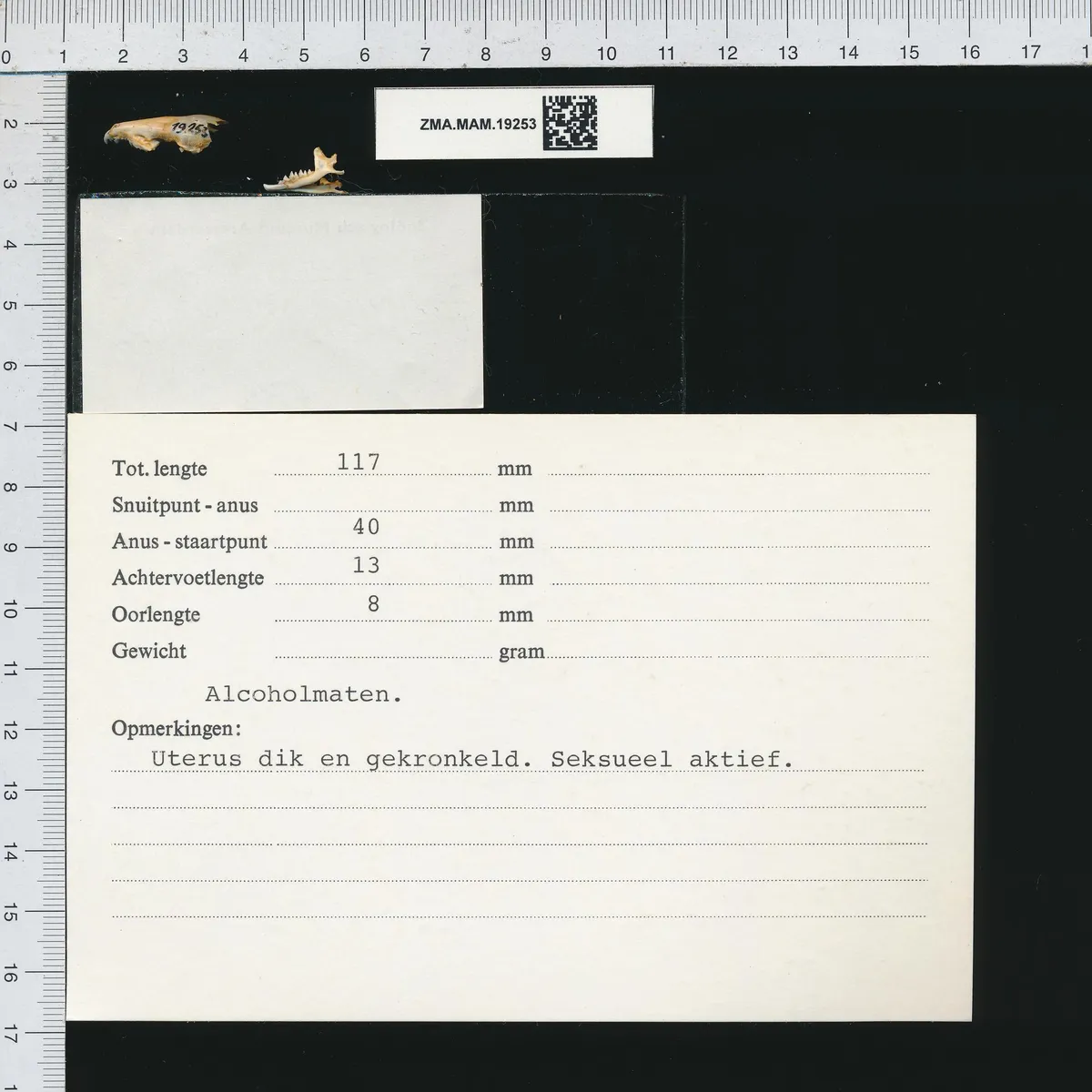 Greater white-toothed shrew