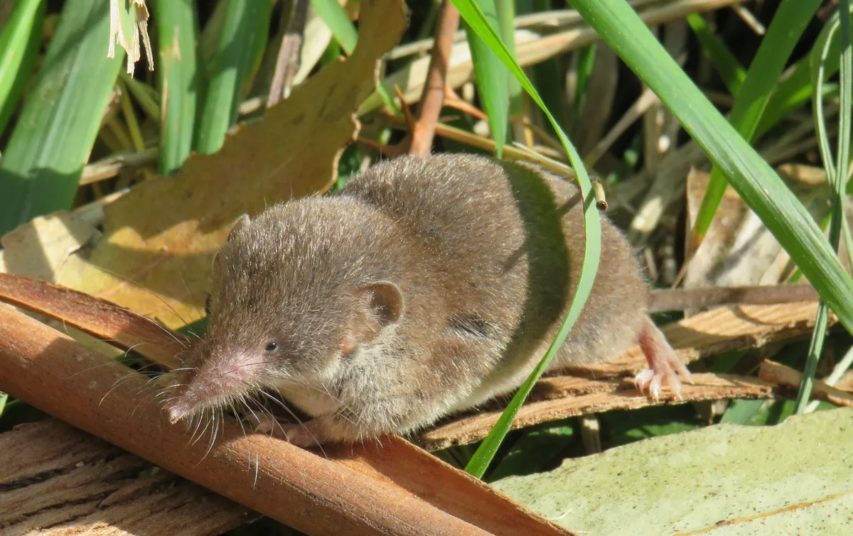 Greater white-toothed shrew