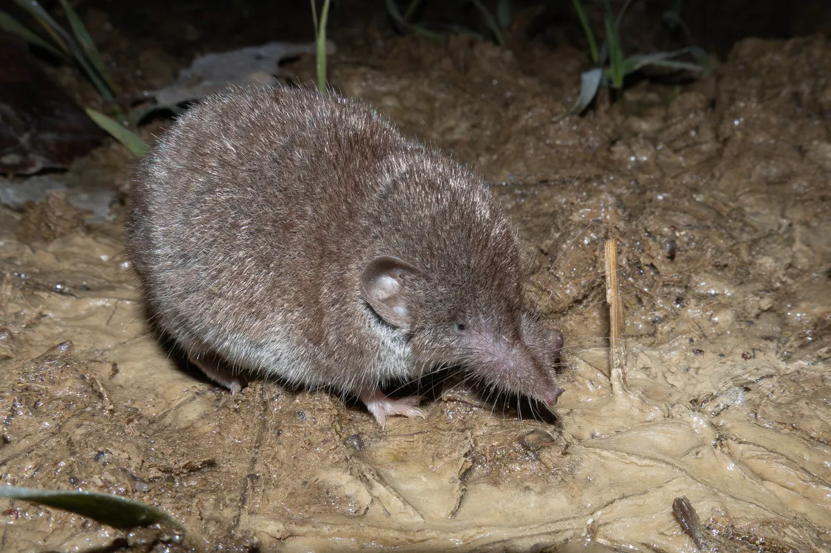 Greater white-toothed shrew