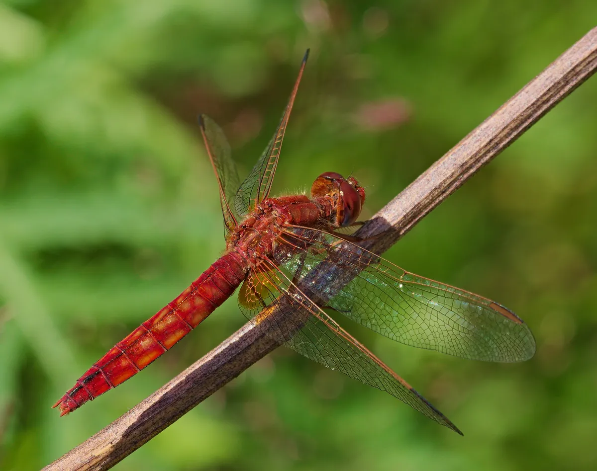 Scarlet Dragonfly