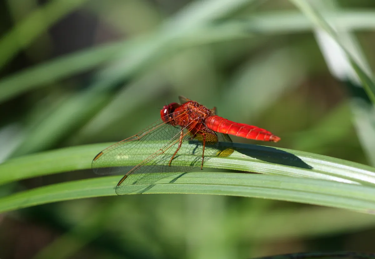 Scarlet Dragonfly