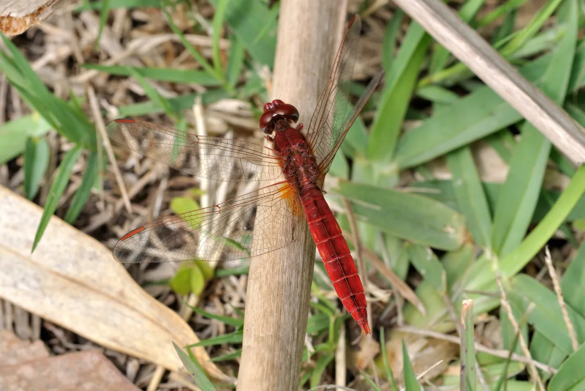 Scarlet Dragonfly
