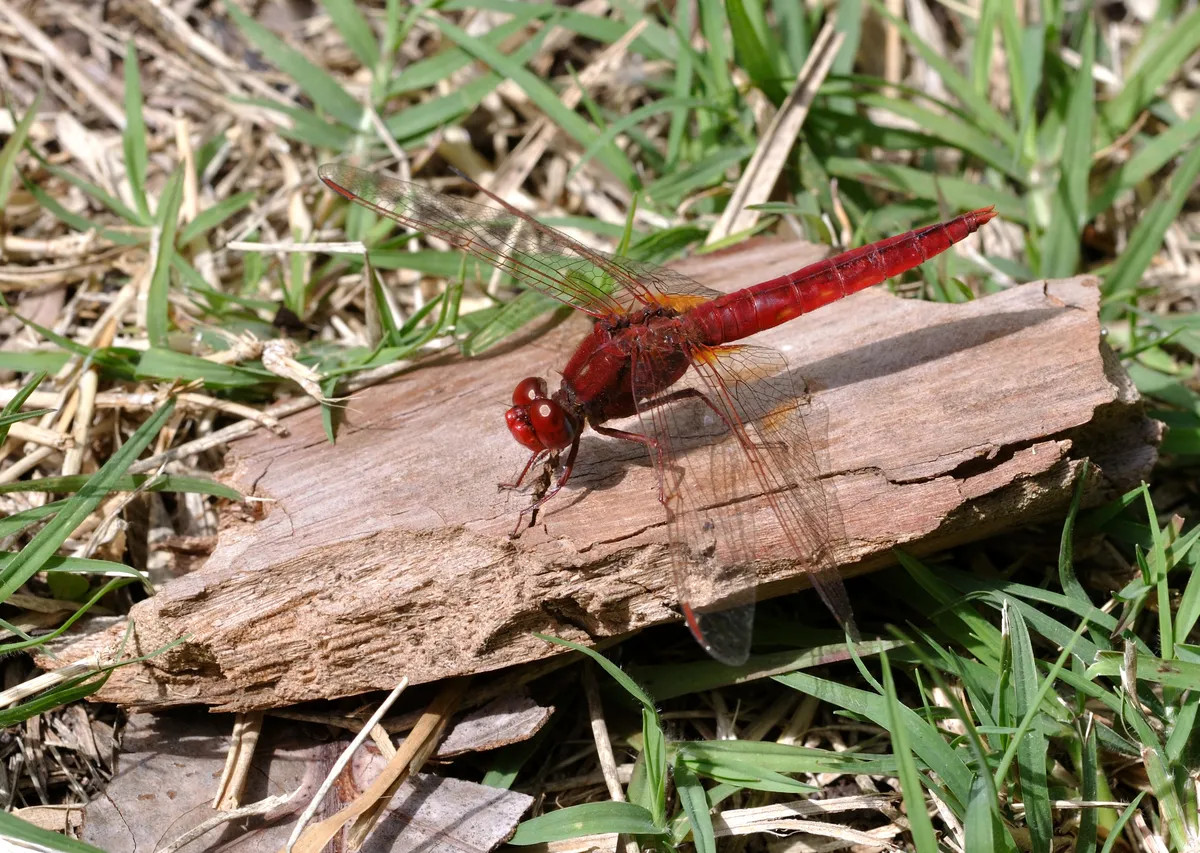 Scarlet Dragonfly