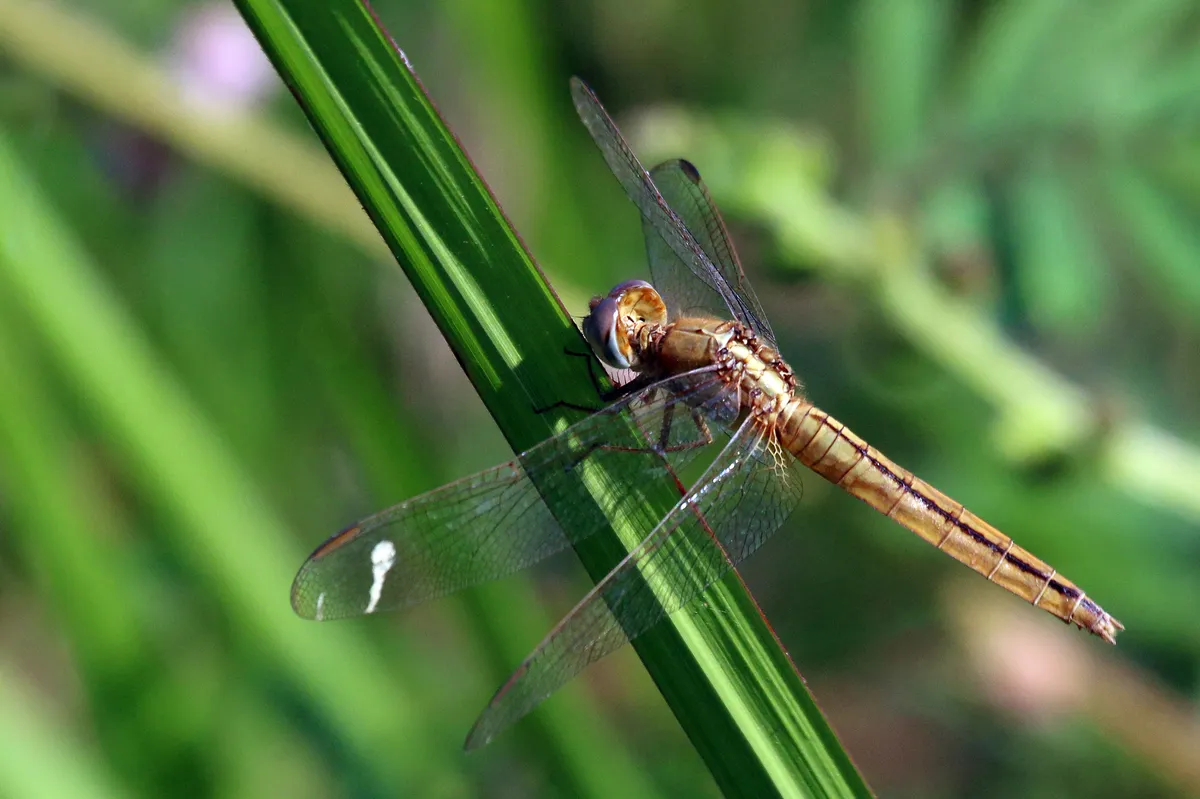 Crocothemis servilia
