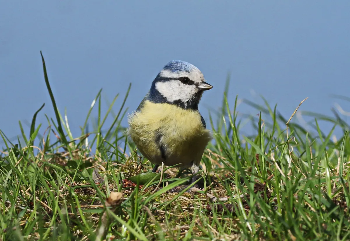 Cyanistes caeruleus