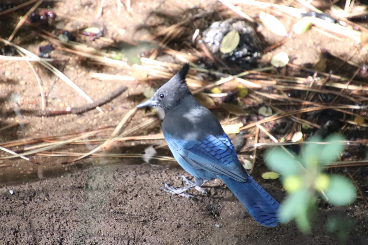 Steller's Jay