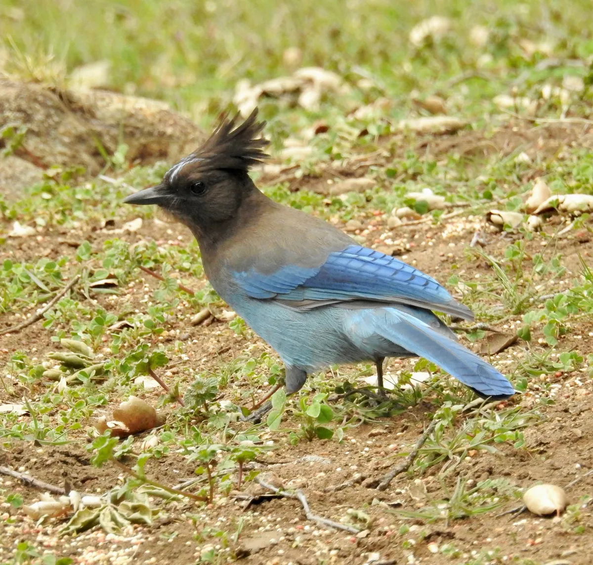 Steller's Jay