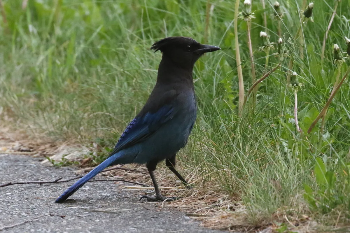 Steller's Jay