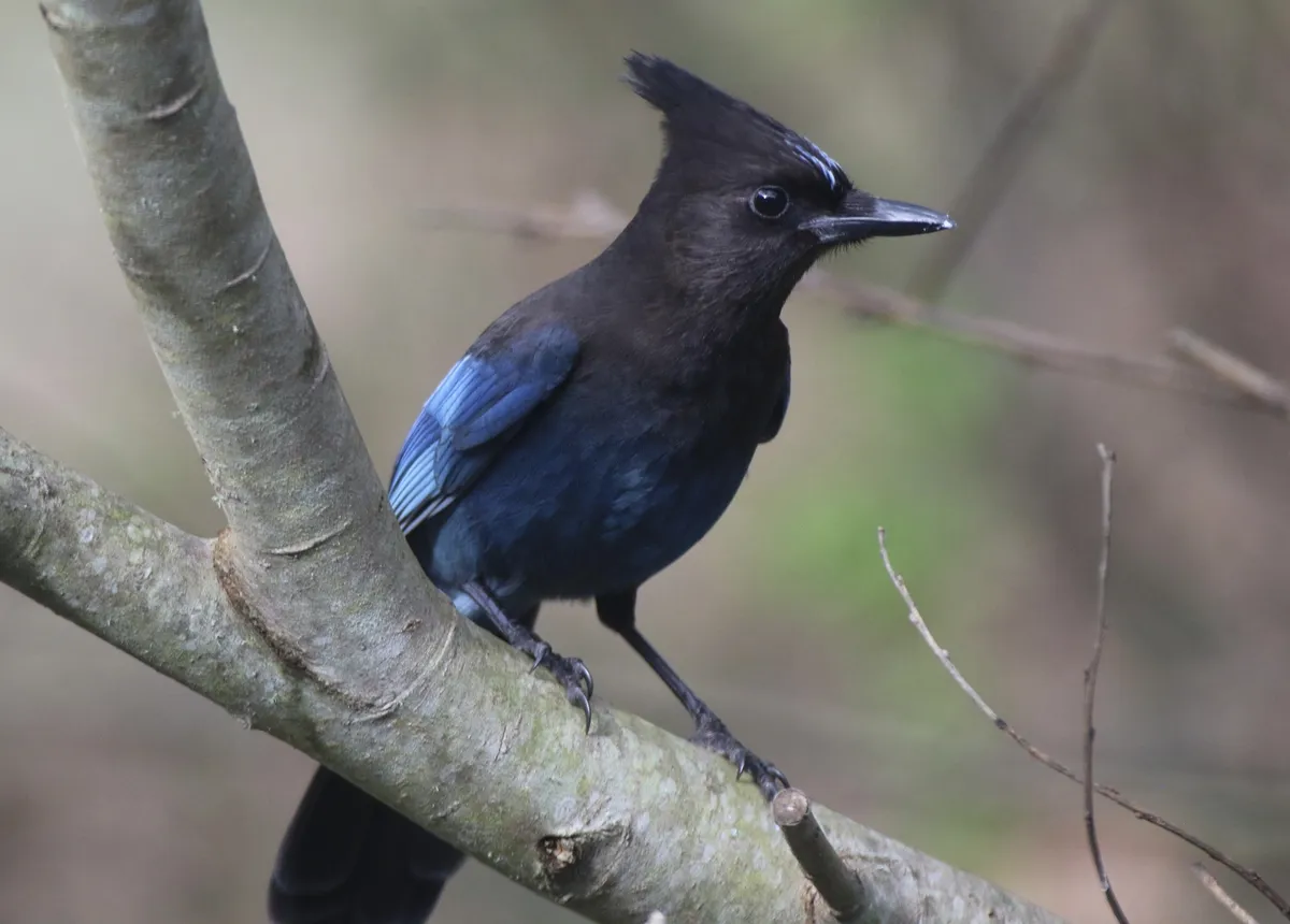 Steller's Jay