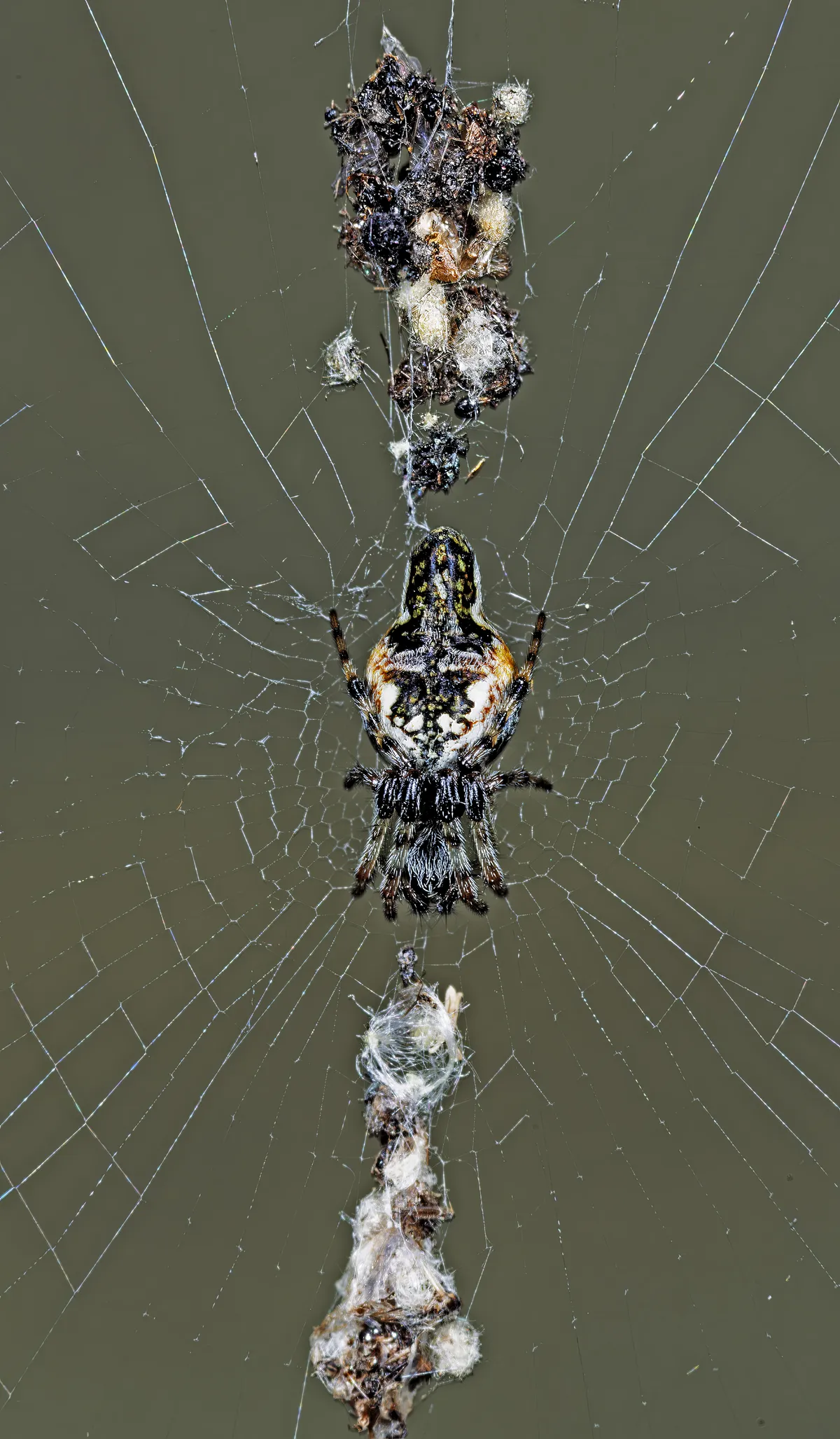 Orbweaver Cónico de la Línea de Basura