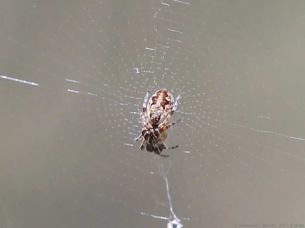 Orbweaver Cónico de la Línea de Basura