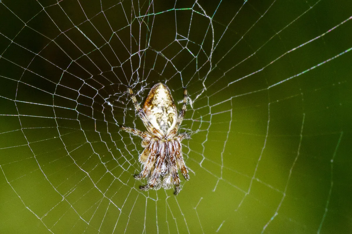 Orbweaver Cónico de la Línea de Basura