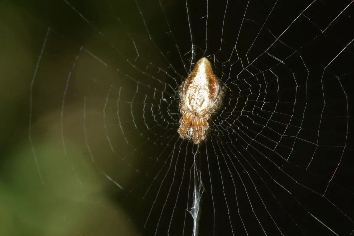 Orbweaver Cónico de la Línea de Basura