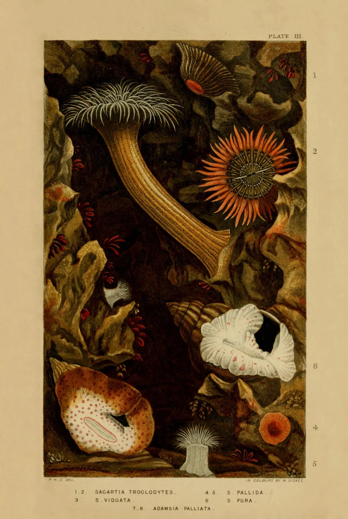 Anémona de Mar Cavernícola