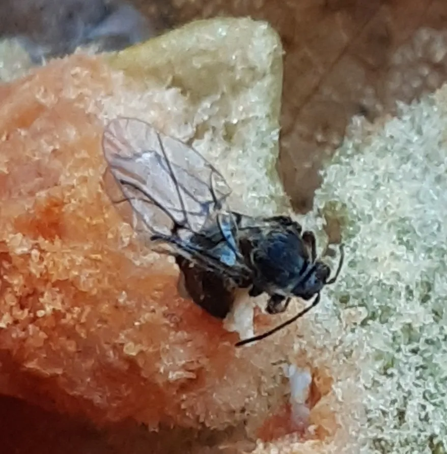 Avispa de la Agalla del Cerezo