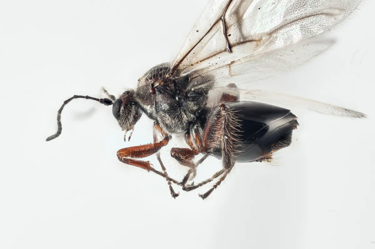 Avispa de la Agalla del Cerezo