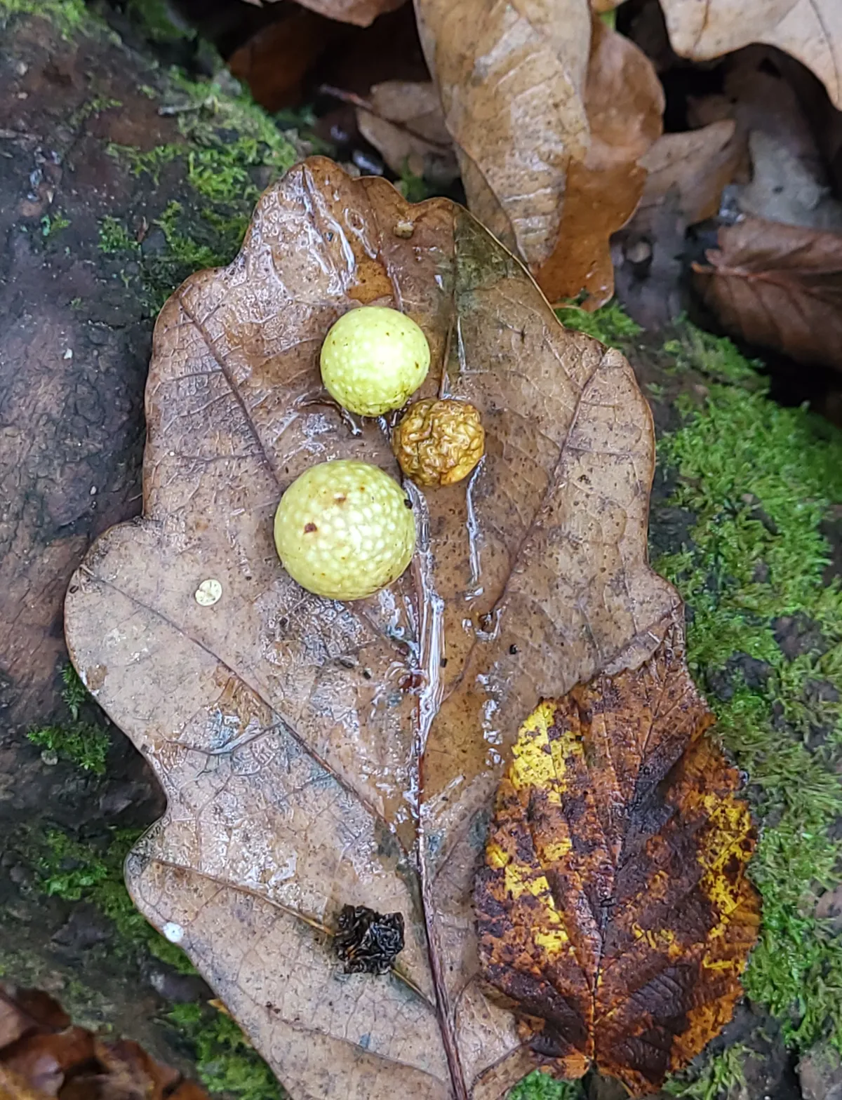 Avispa de la Agalla del Cerezo