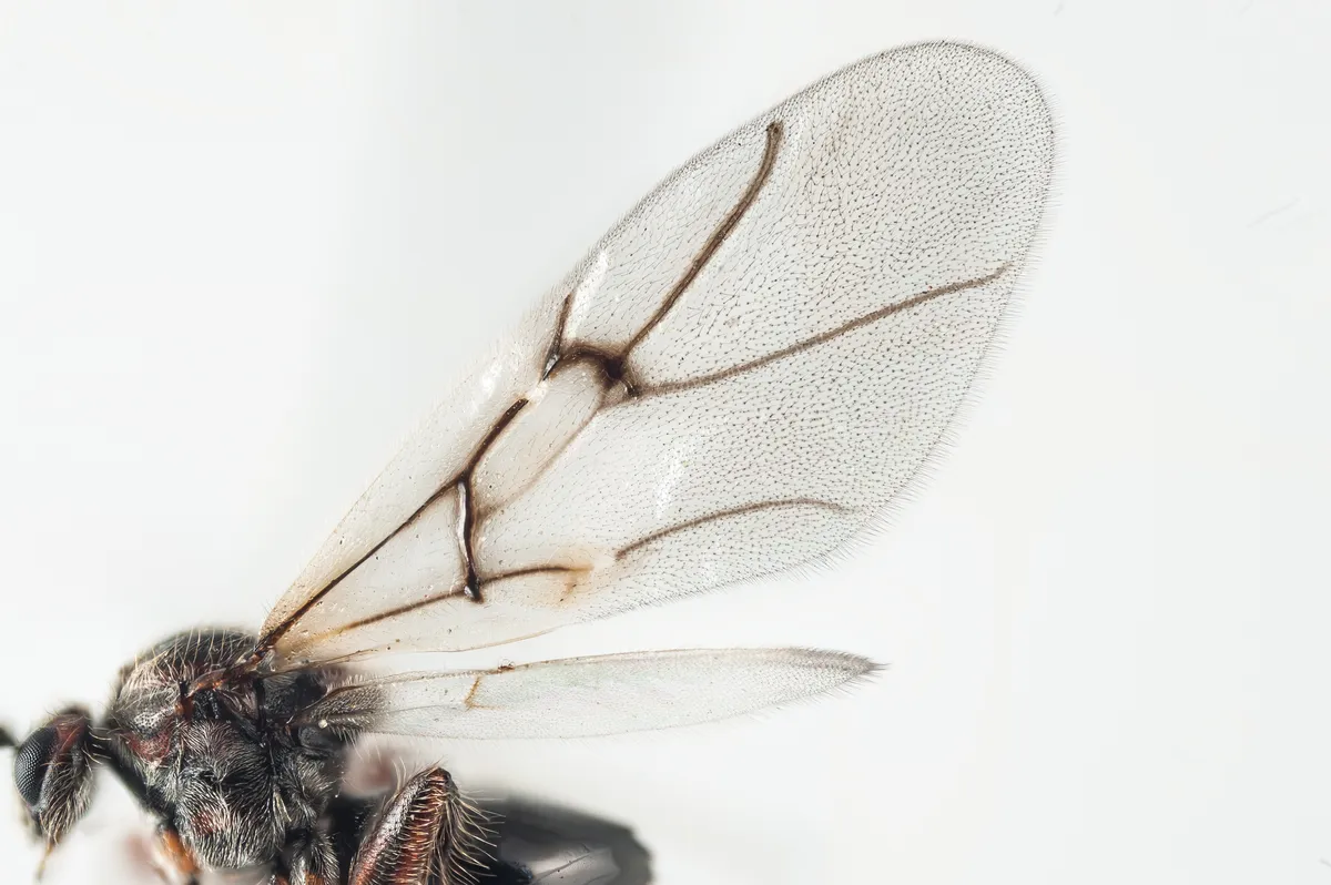 Avispa de la Agalla del Cerezo