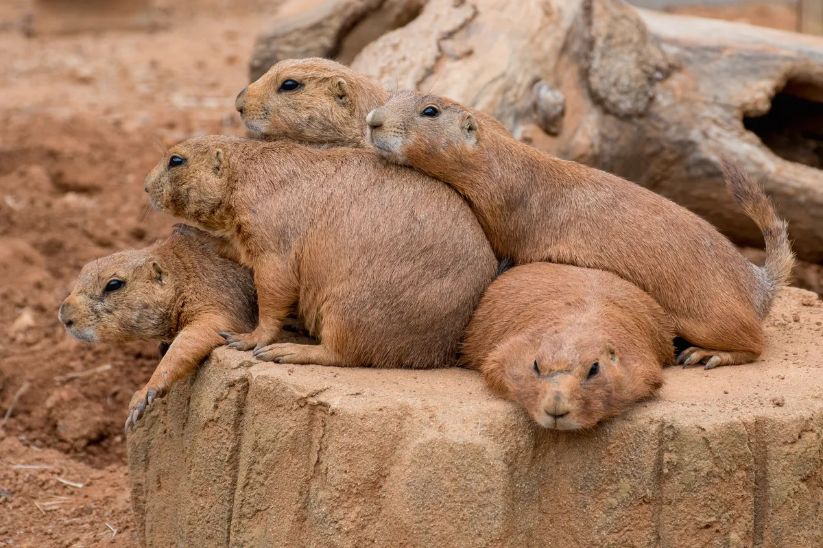 Black-tailed Prairie Dog