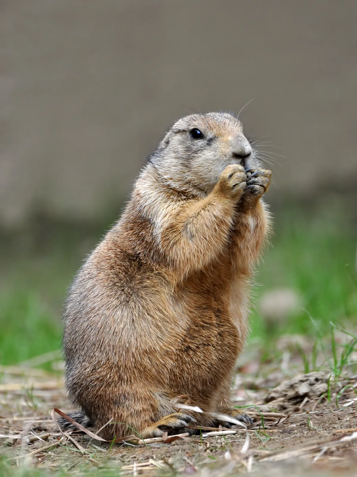 Black-tailed Prairie Dog