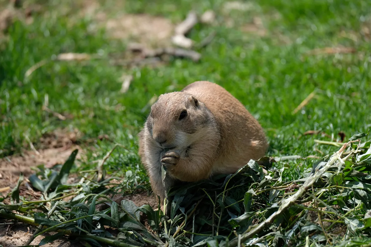 Black-tailed Prairie Dog