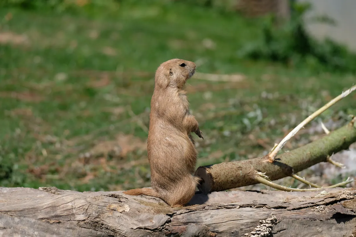 Black-tailed Prairie Dog