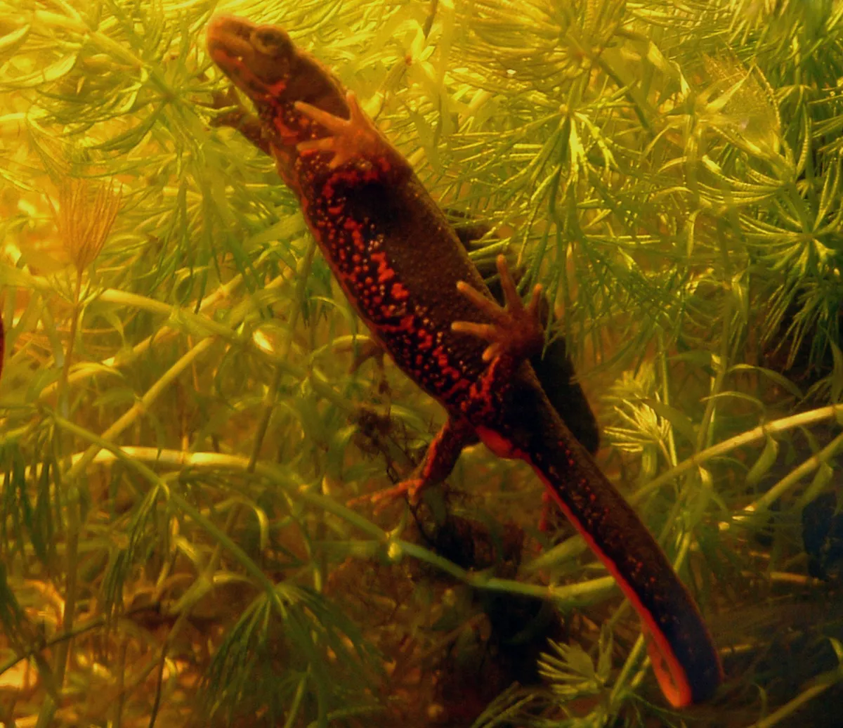 Japanese Fire-bellied Newt
