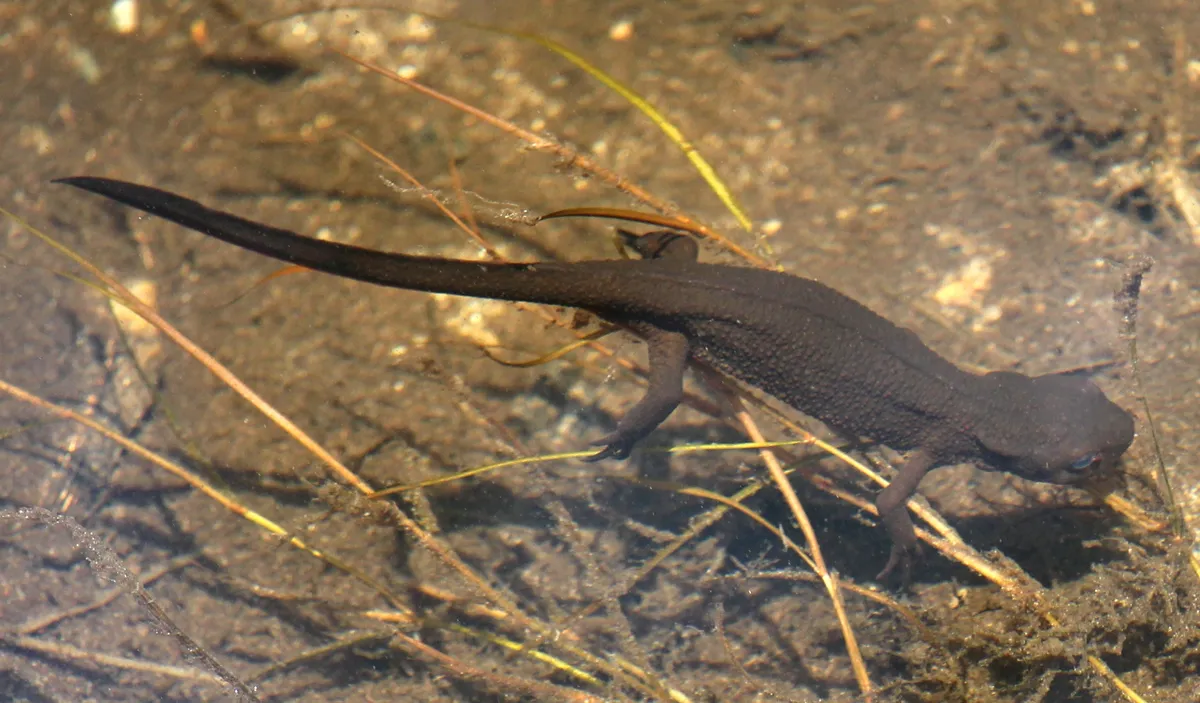 Japanese Fire-bellied Newt