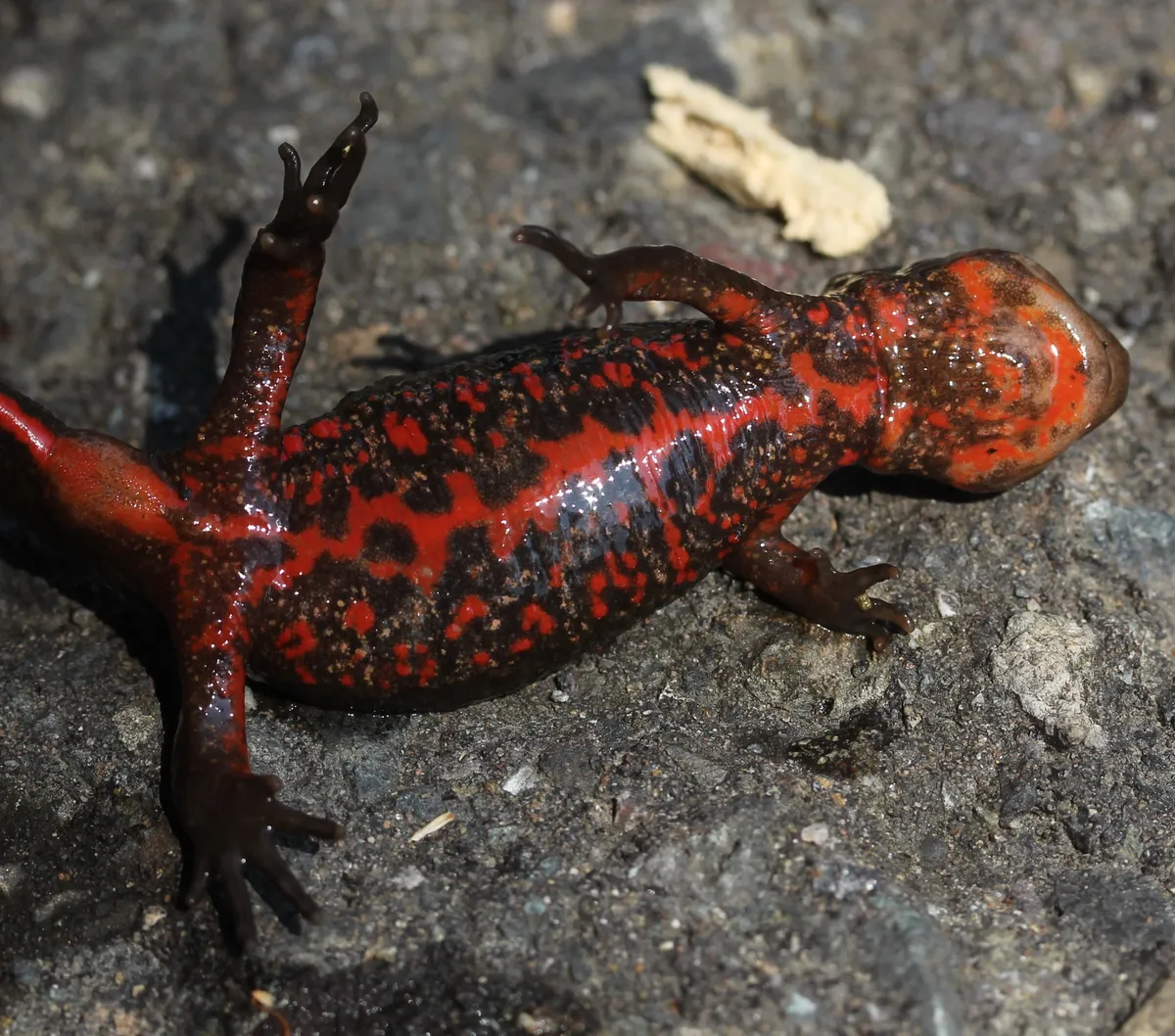 Japanese Fire-bellied Newt