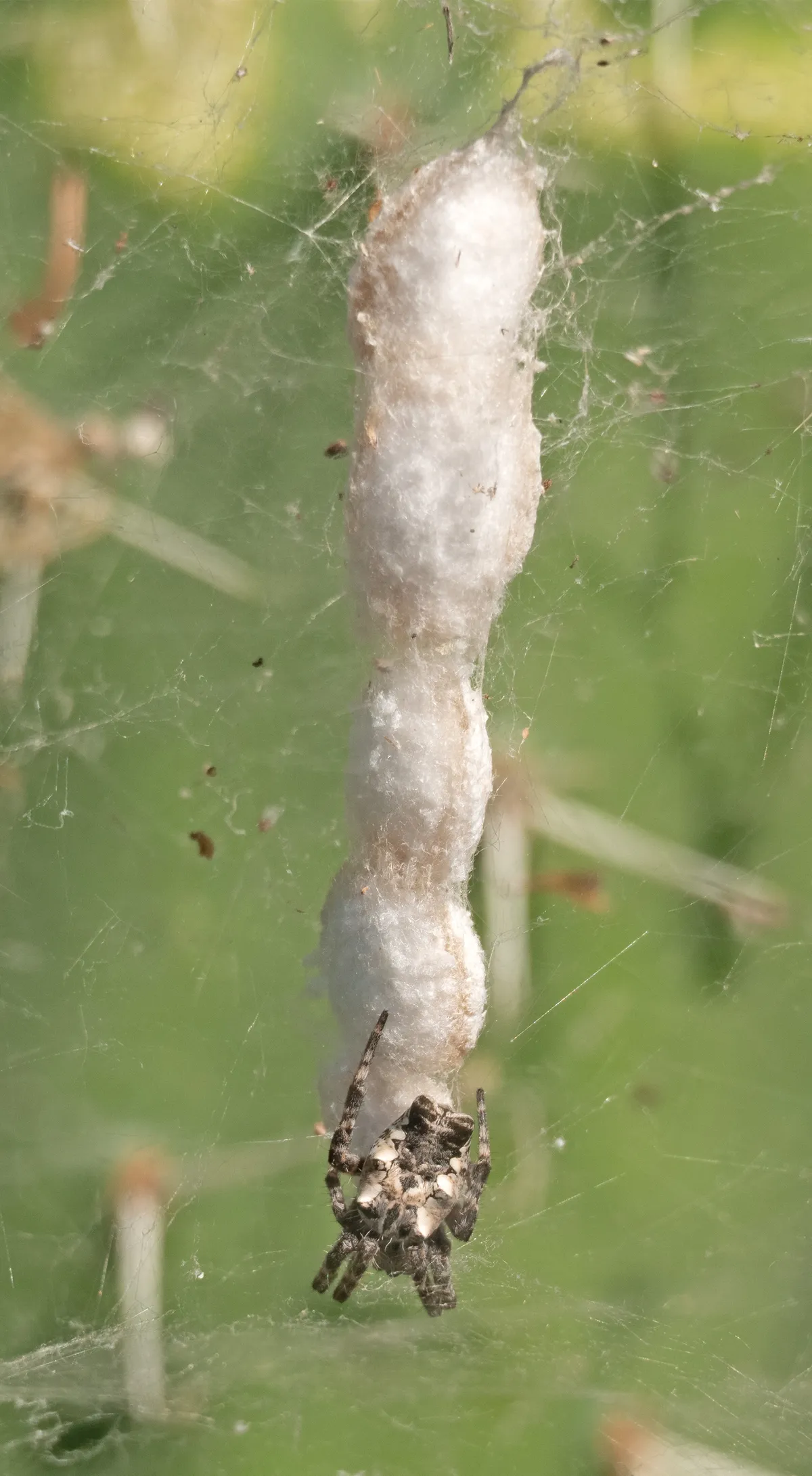 Cyrtophora citricola