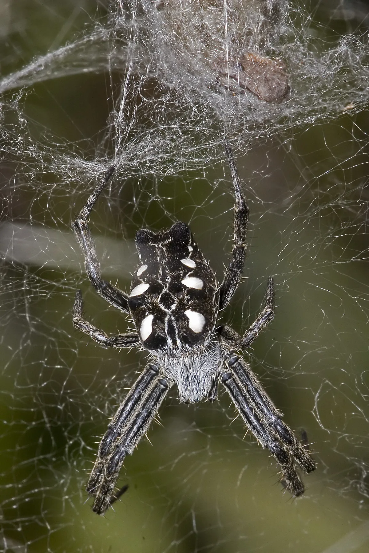 Mediterranean Tent Spider