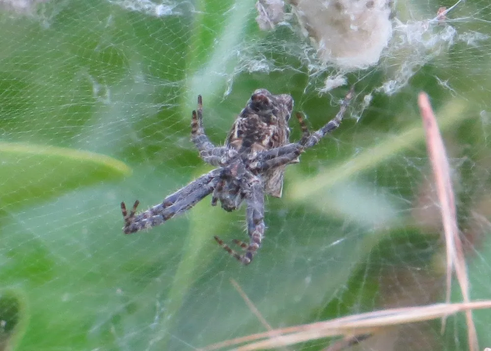 Mediterranean Tent Spider