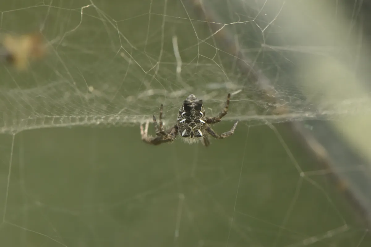 Mediterranean Tent Spider