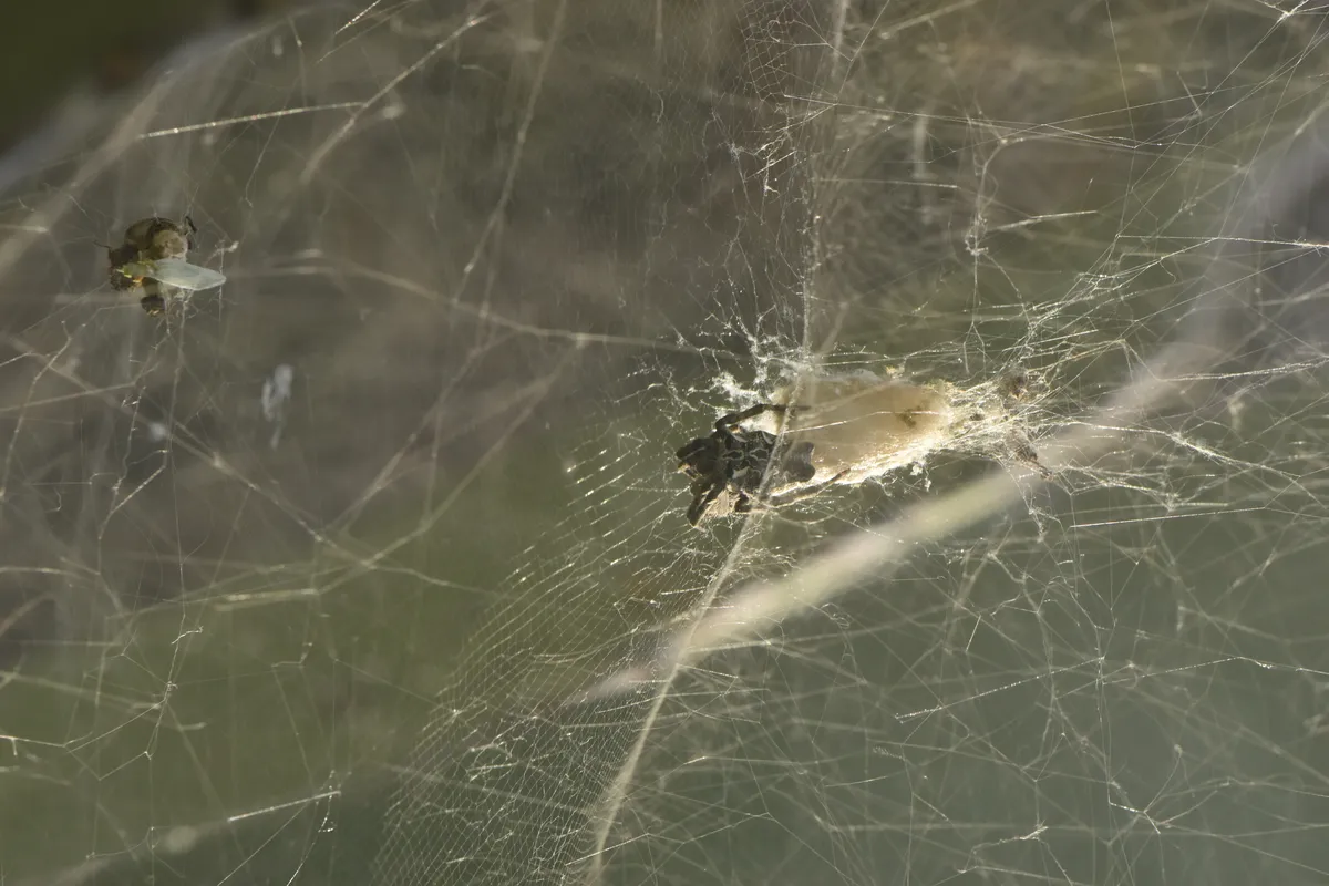 Mediterranean Tent Spider