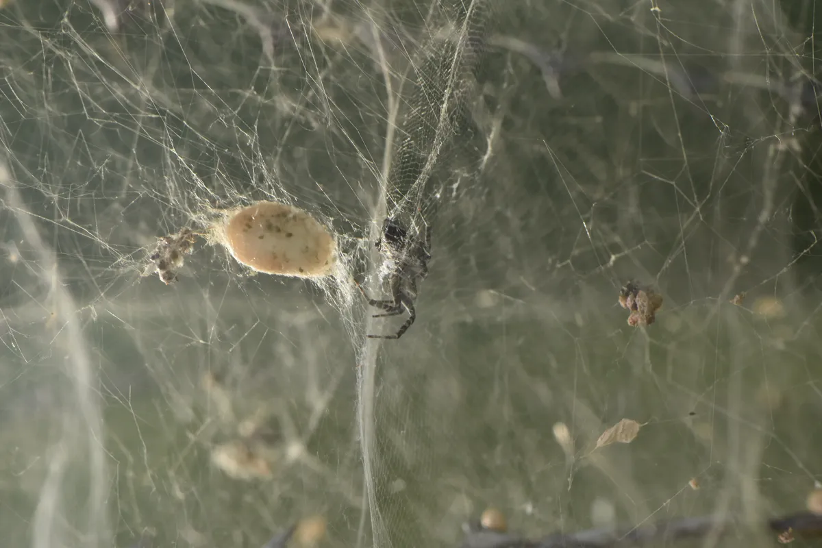 Mediterranean Tent Spider