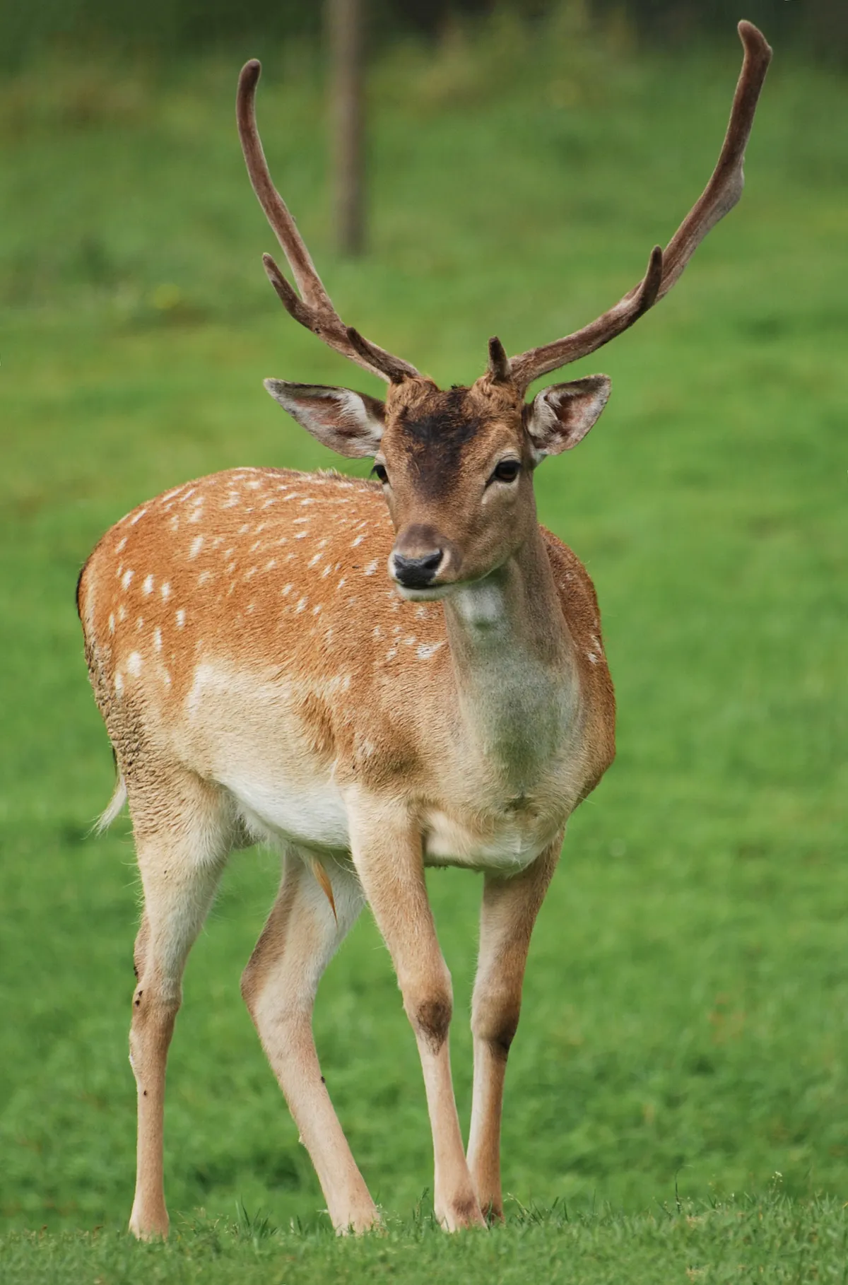 Fallow Deer