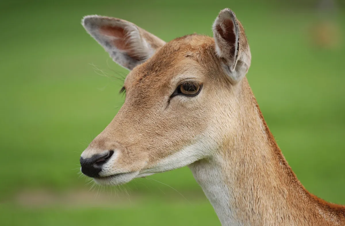Fallow Deer