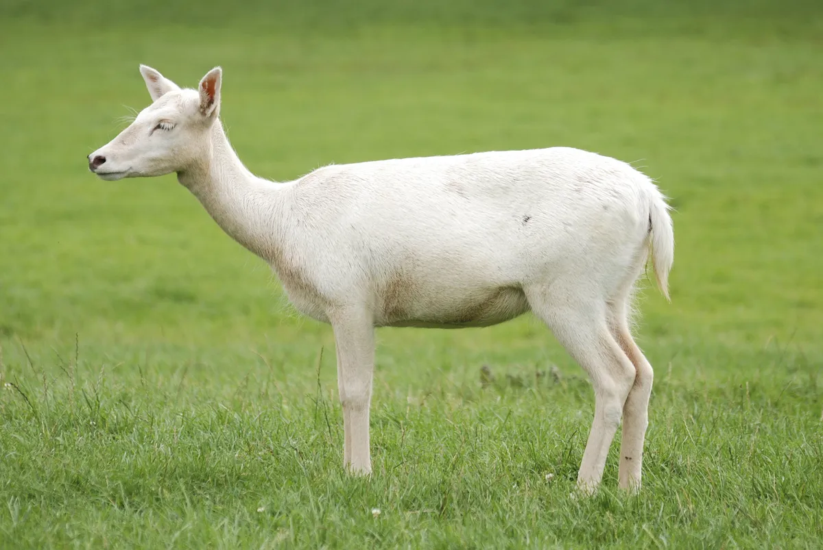 Fallow Deer